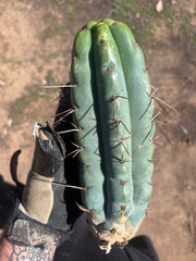 💎🌶️🌶️ NOM — Beefy 10” Pup