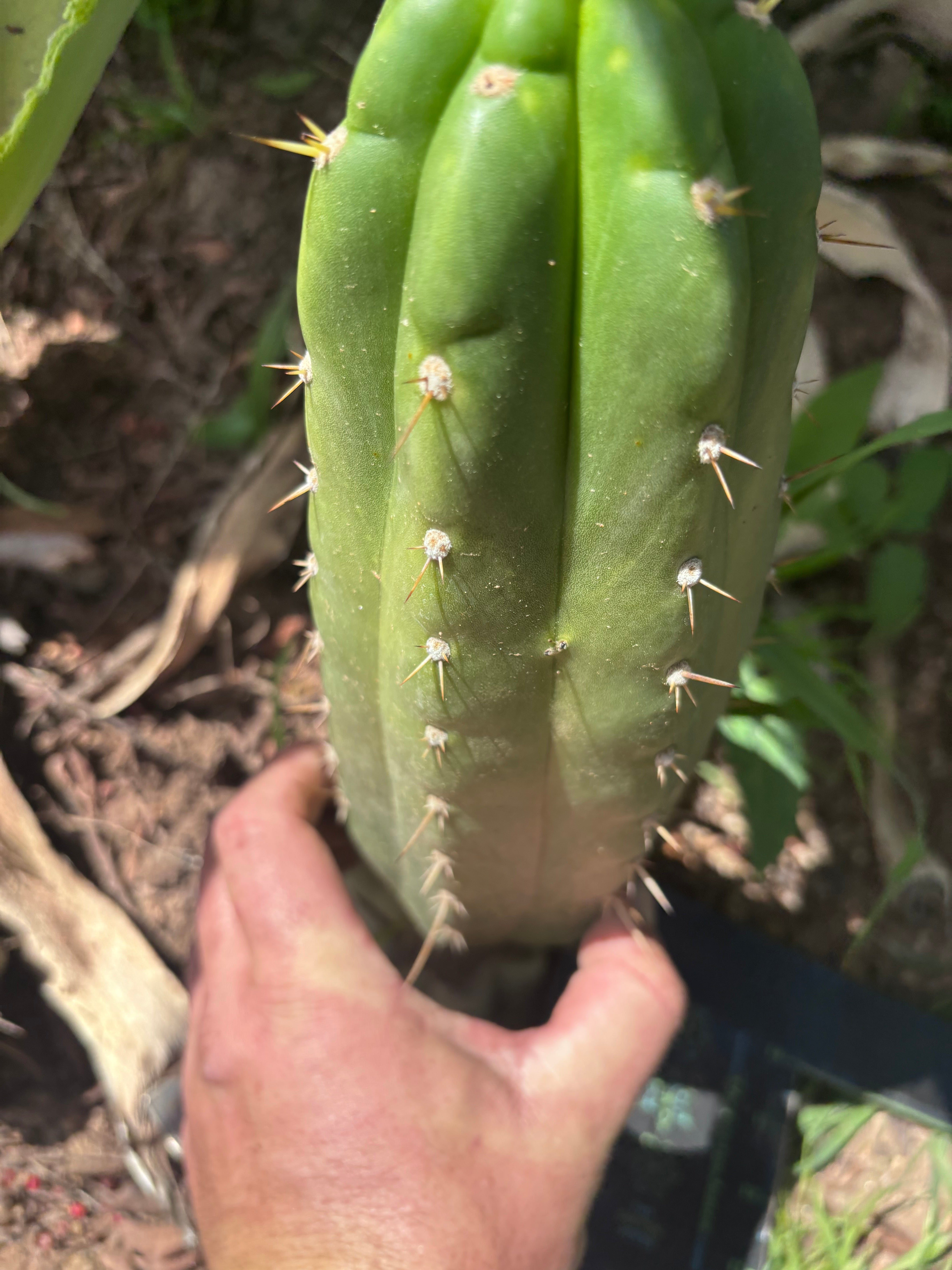👑🌶️ Maranonensis — Thick 10” Pup