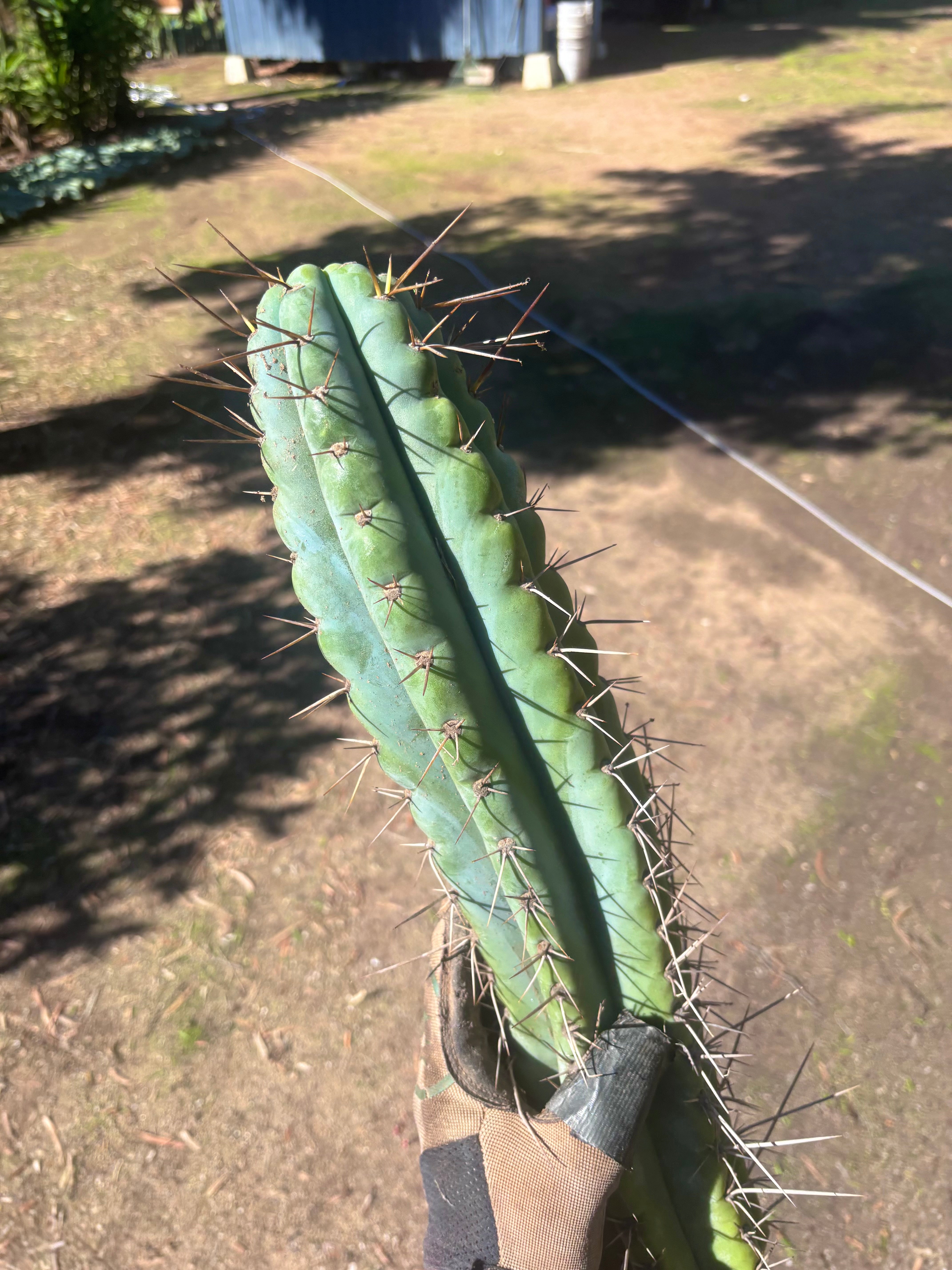 💎🌶️ Noid of the Moment — XXL 22” Tip