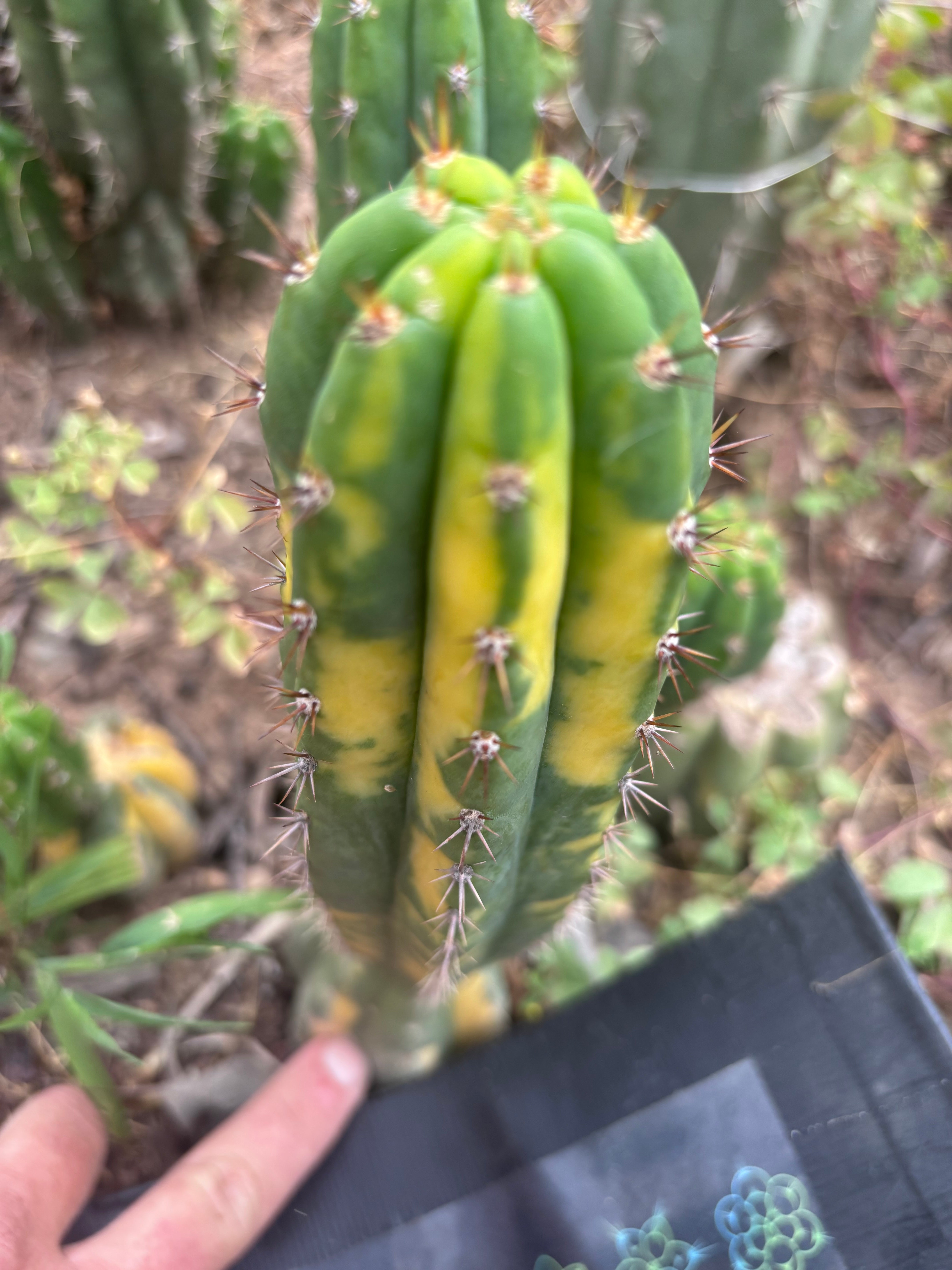 💎 Vari Pachanoi — 8” Tip