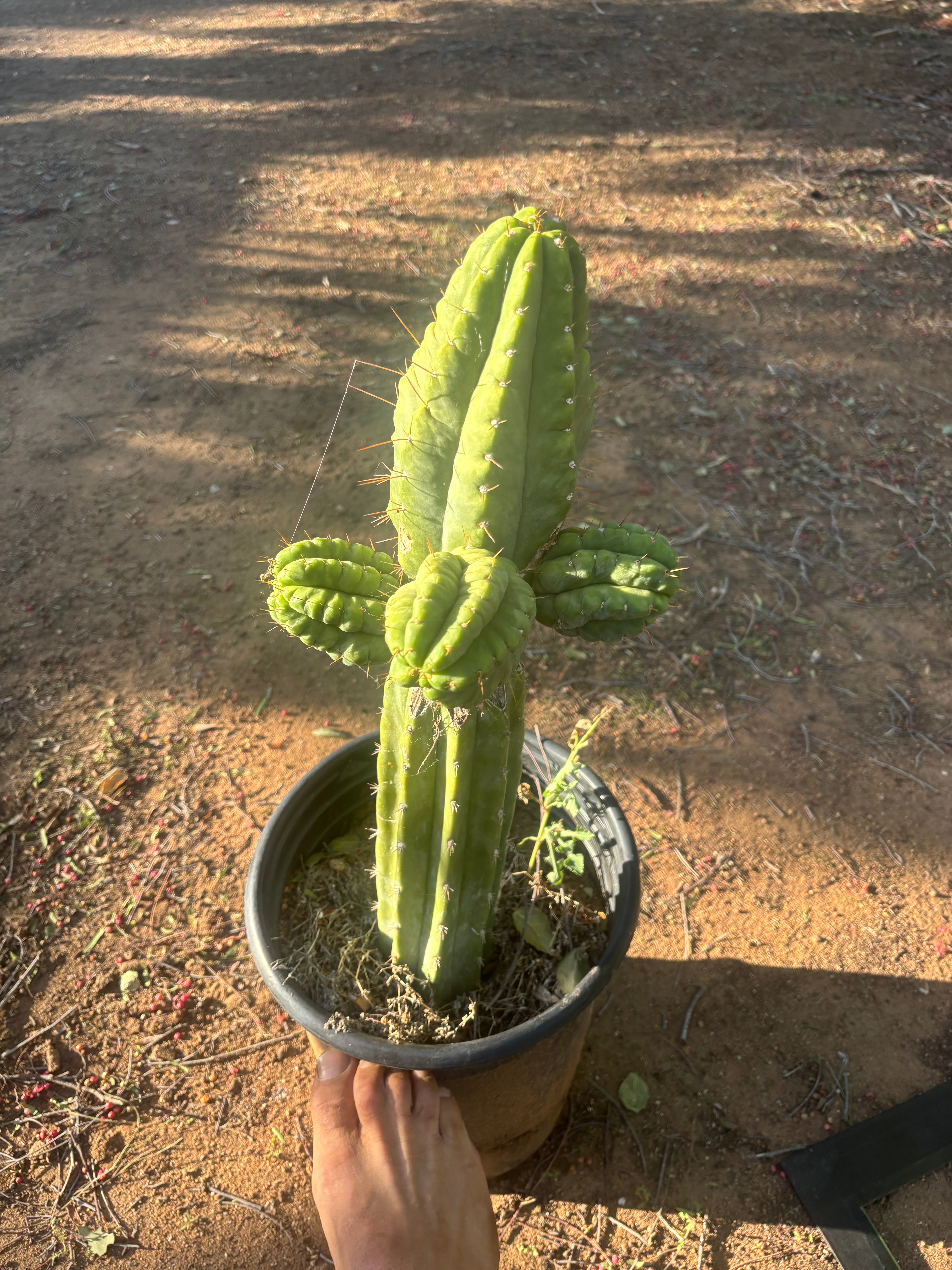 💎👑💎 Havran — Biggest Rooted Graft Ever!