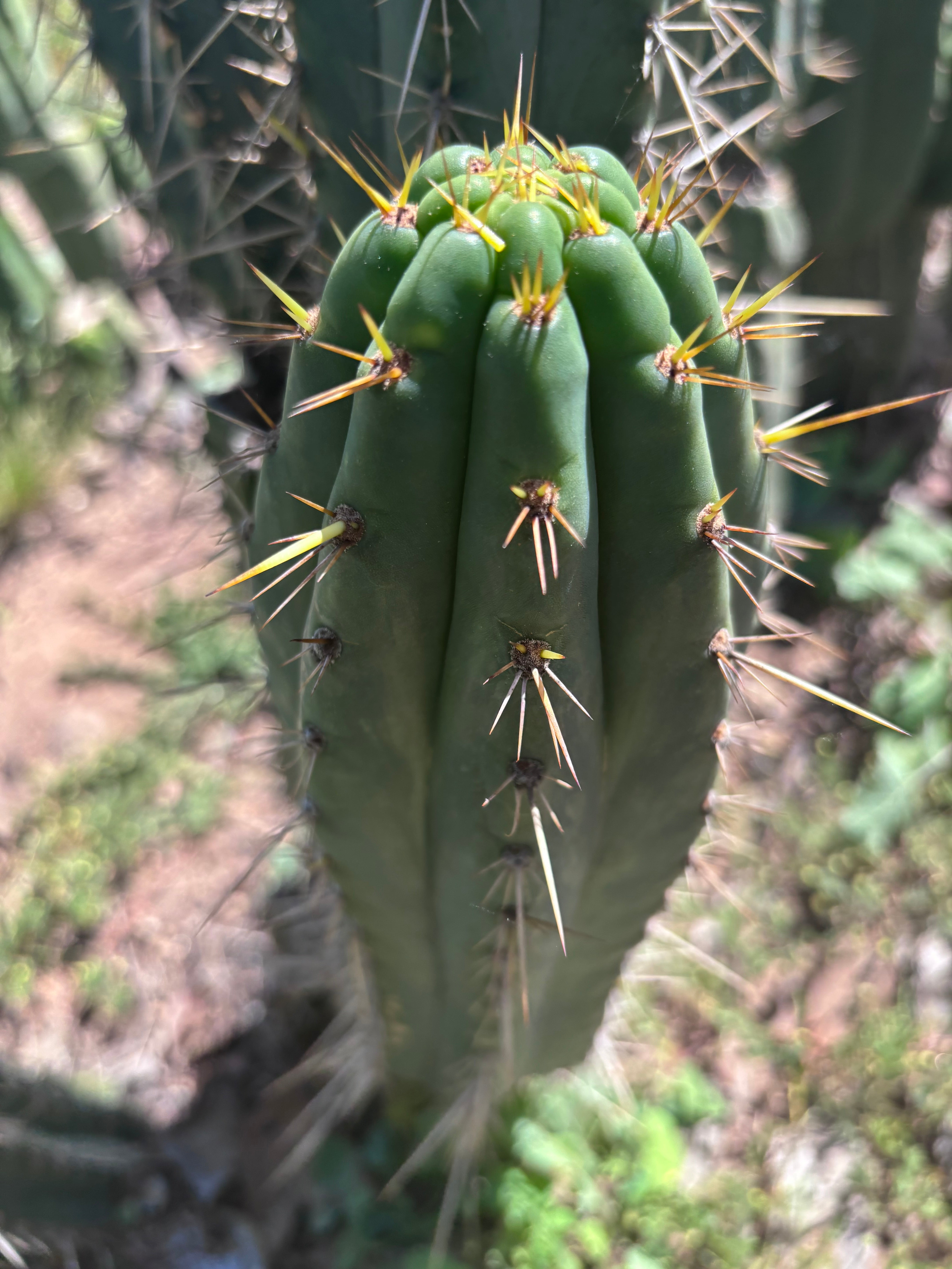 👑🌶️ Zalidus — XL 14” Pup