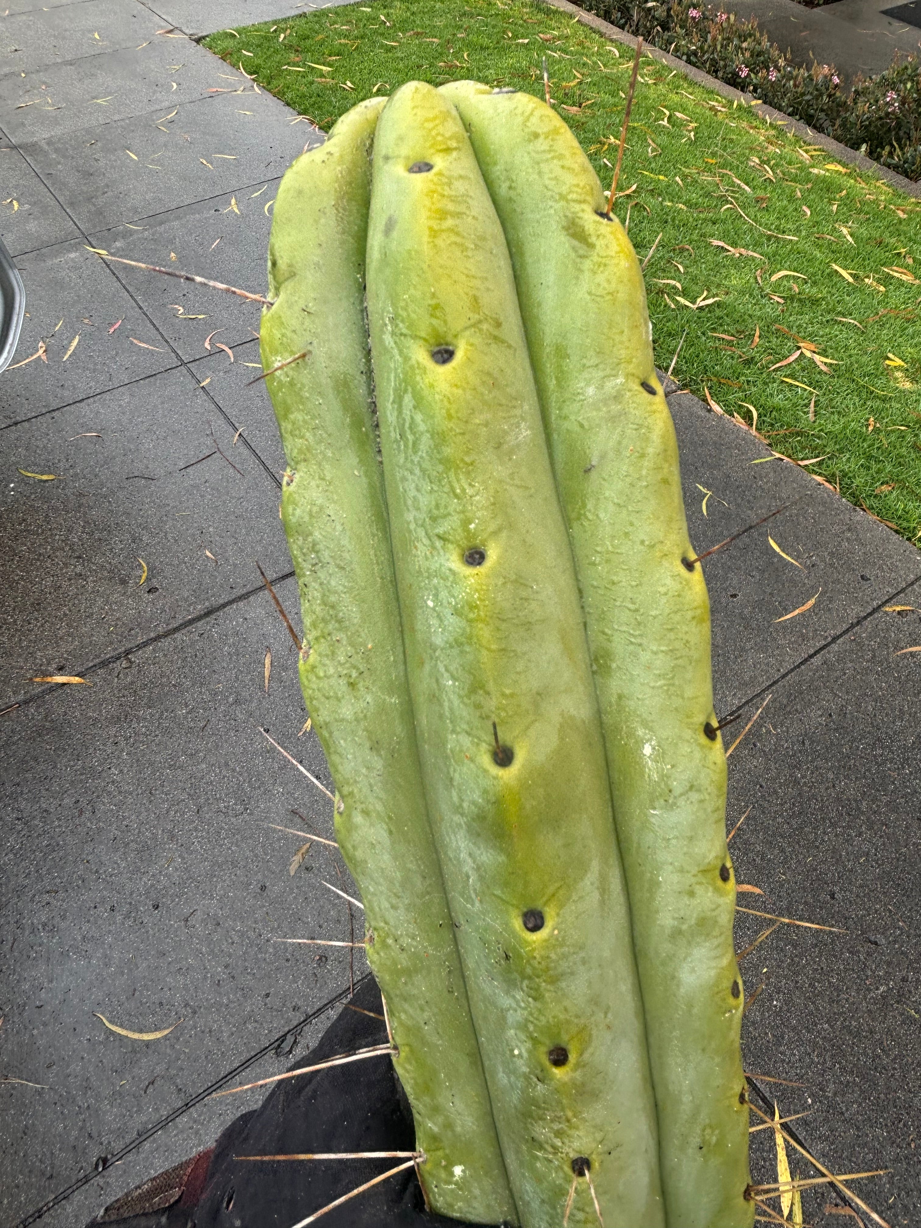 👑💎🌶️🌶️ Eileen — Max Girth 12” Tips (Restocked)