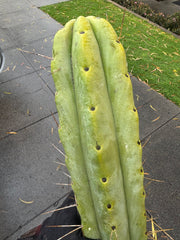 👑💎🌶️🌶️ Eileen — Max Girth 12” Tips (Restocked)