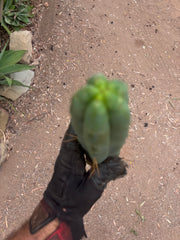 👑🌶️🌶️  Jiimz Twin Spine — 13” Tips (4)