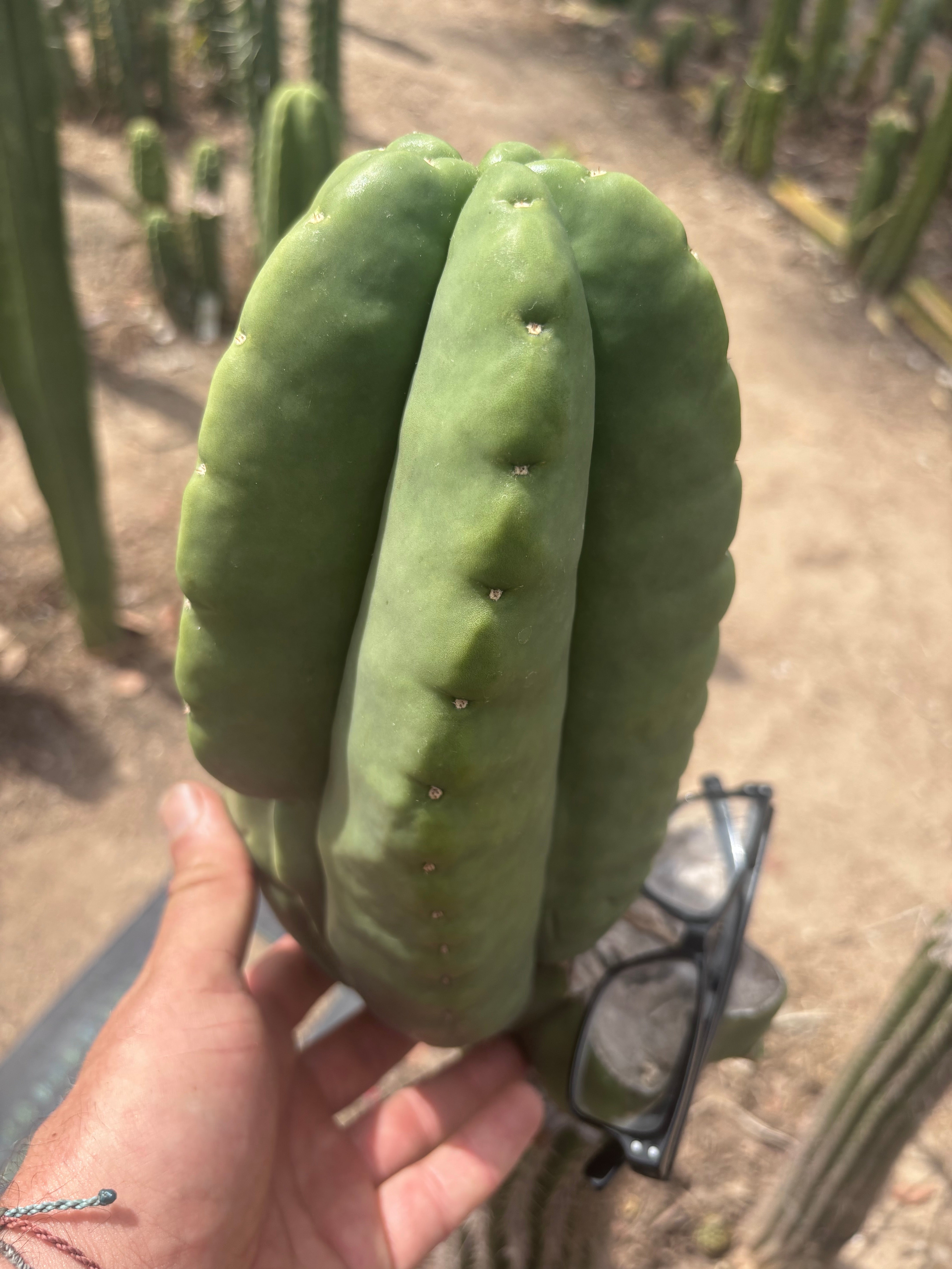 💎👑💎🌶️ Ferah — Massive 10” Melon!