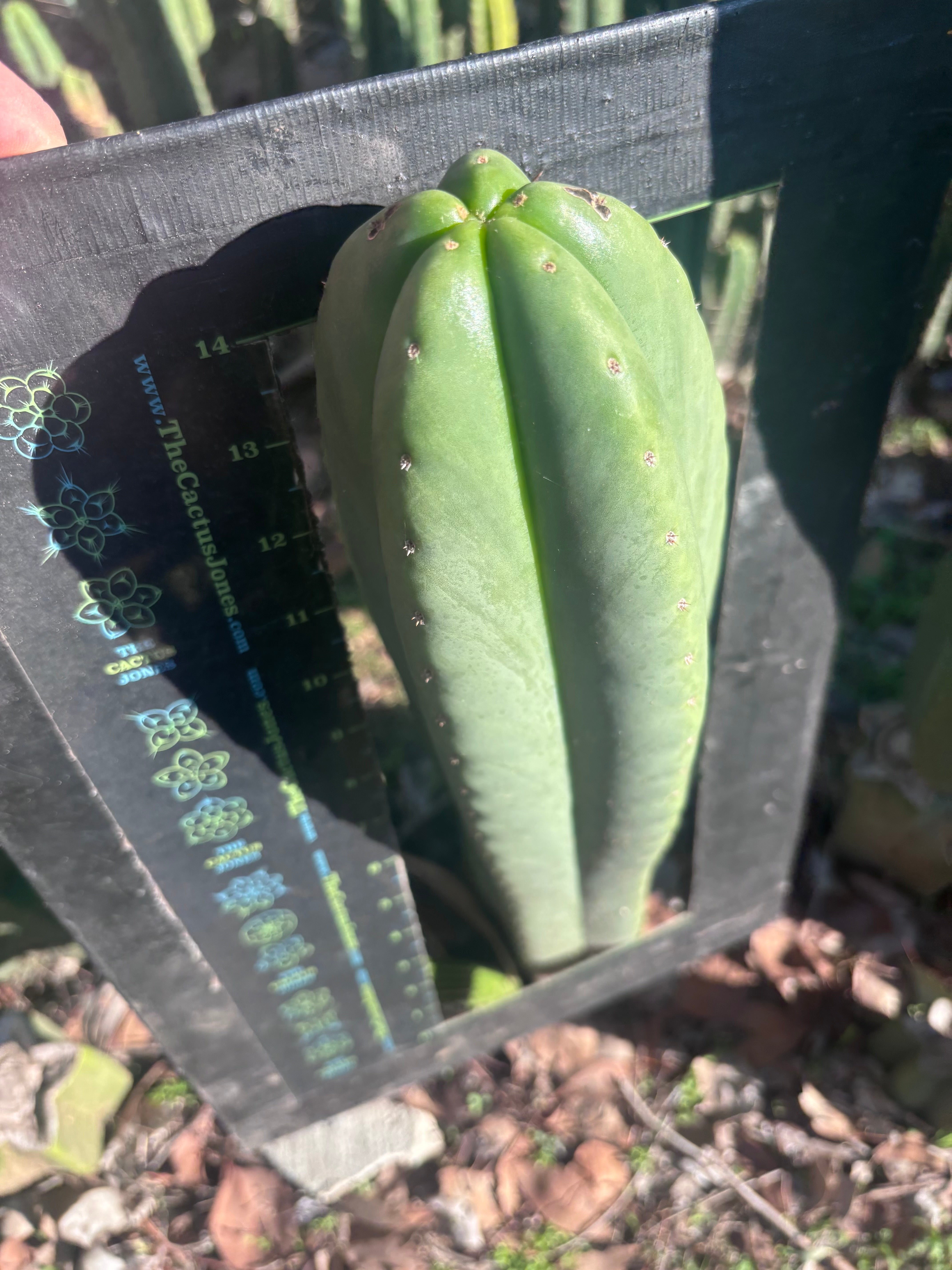 💎👑🌶️ Scop A — Massive XXL 16” Tip