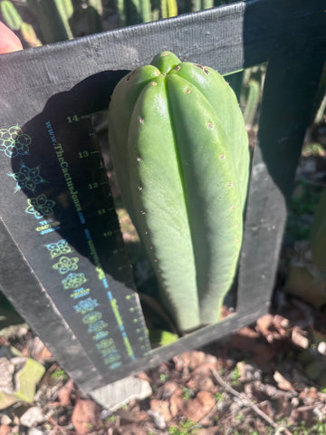 💎👑🌶️ Scop A — Massive XXL 16” Tip