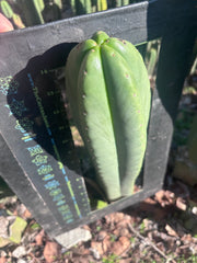 💎👑🌶️ Scop A — Massive XXL 16” Tip