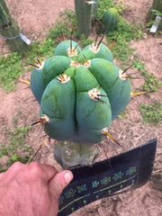 💎👑🌶️💎  Hyperspace Pixie! — 8” Tip