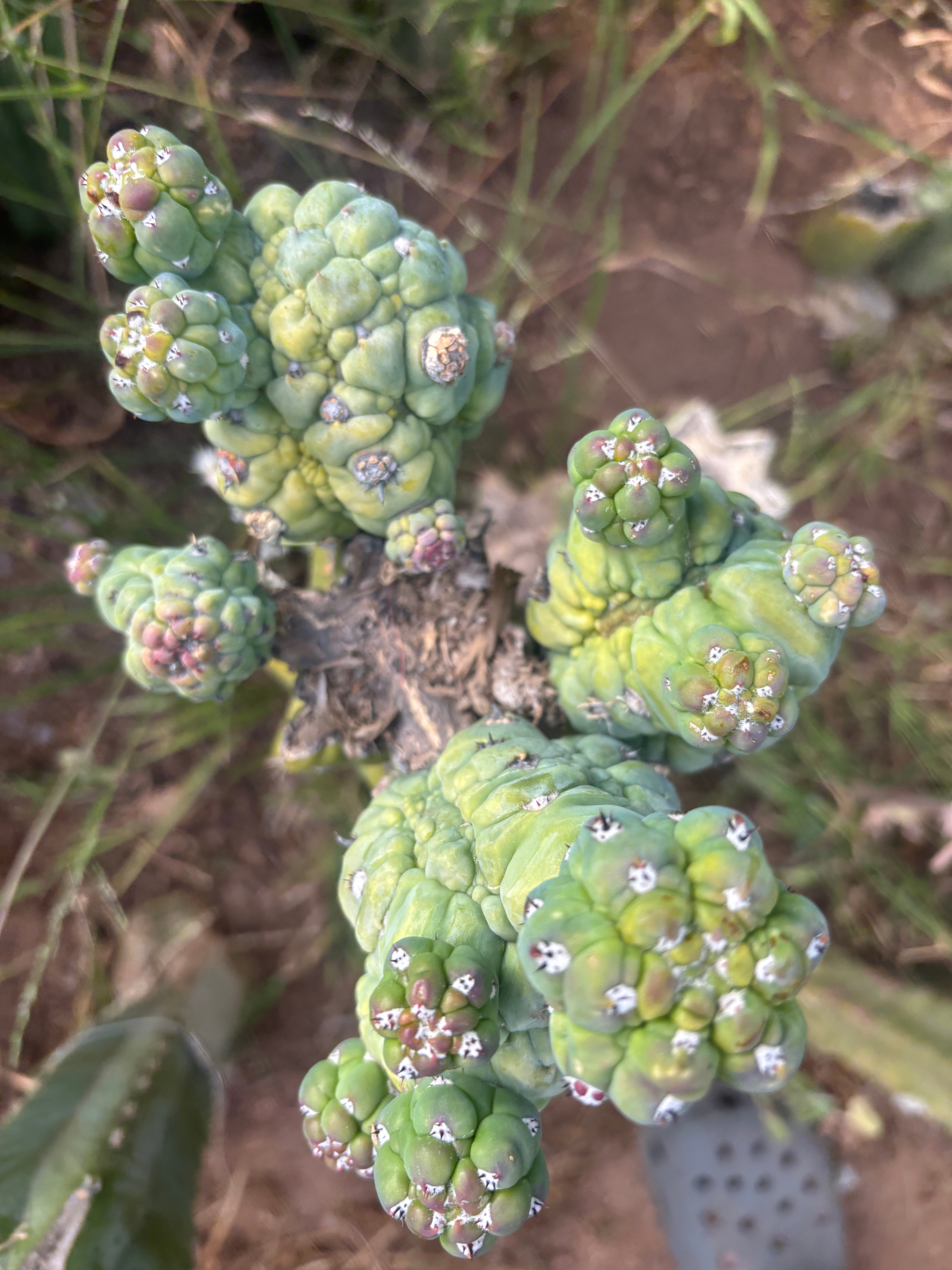 💎👑💎 Glorp — Another Wacky XL Pupsplosion Graft