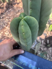 👑🌶️ Zulk — Fourwang 8” Pup