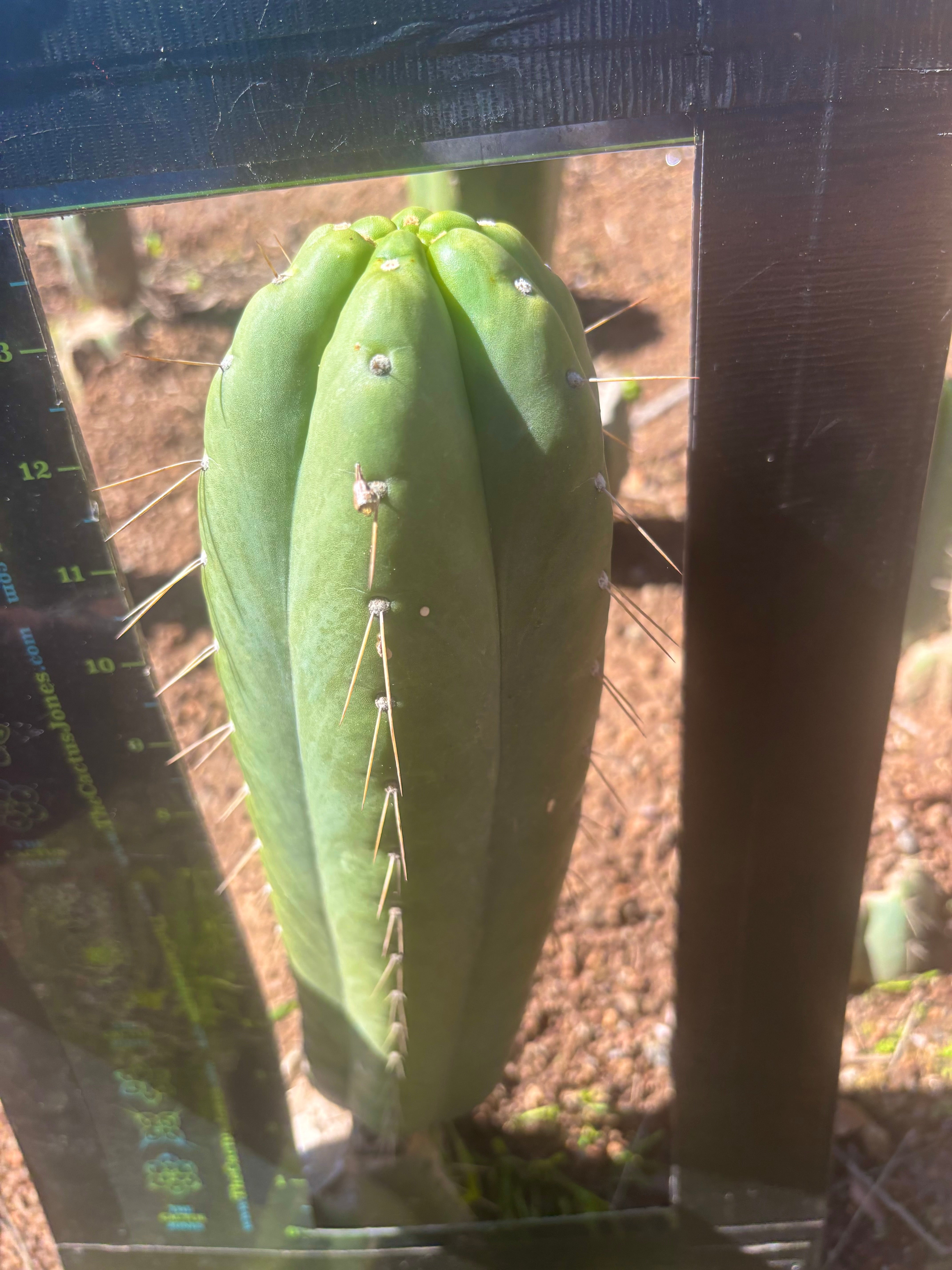 👑🌶️ Yowie — XL 13” Pup