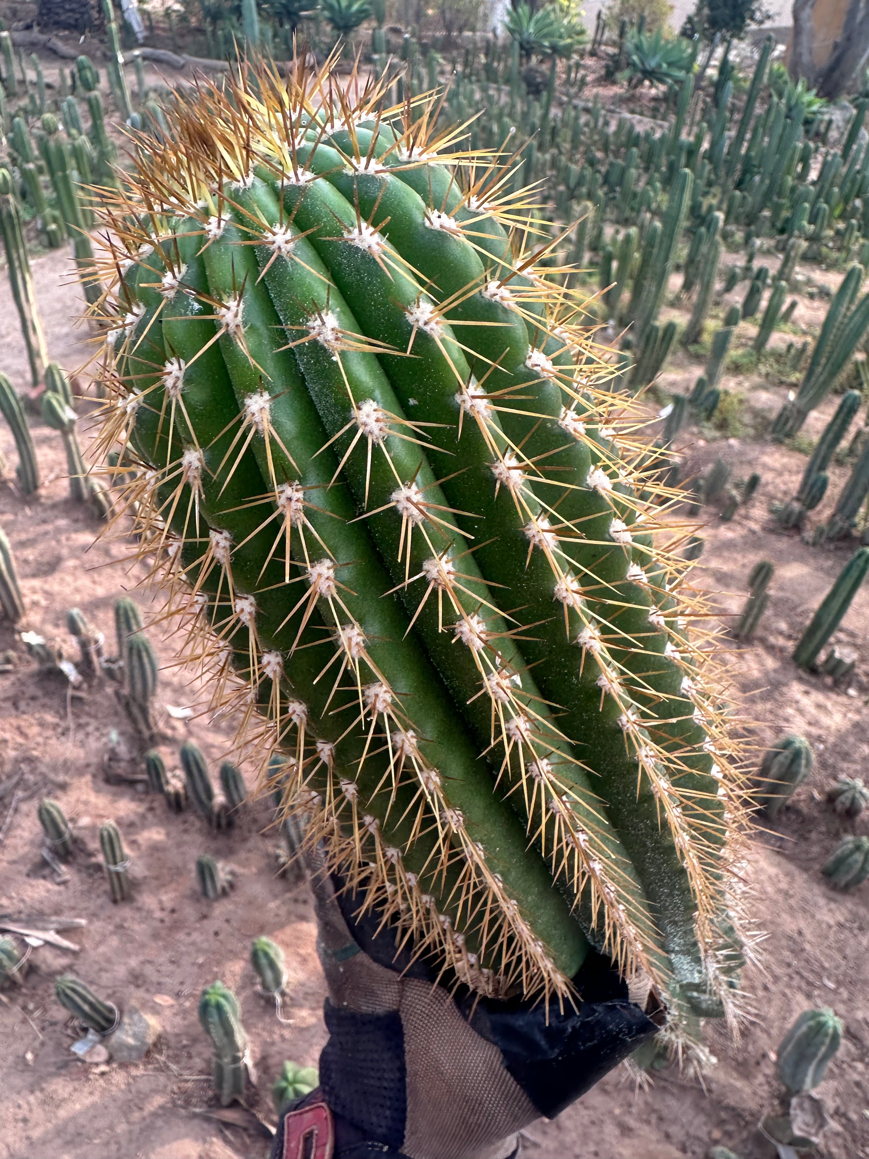 (LAST CALL) The World’s Greatest Grafting Stock — *FAT* 10” Tips (Pre-Order)