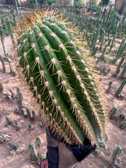 (LAST CALL) The World’s Greatest Grafting Stock — *FAT* 10” Tips (Pre-Order)