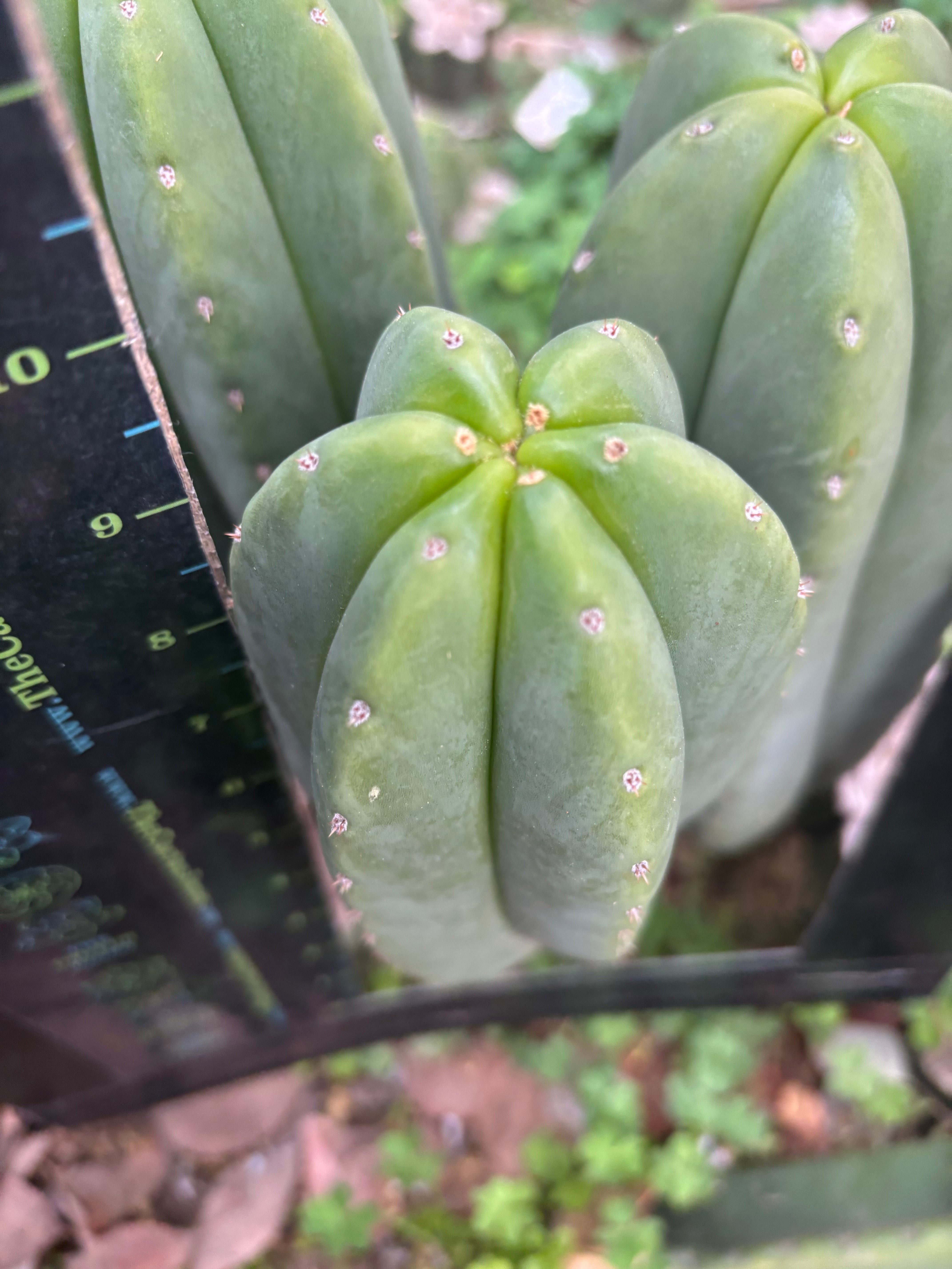 👑 MBxBB —  Chunky 10” Pup