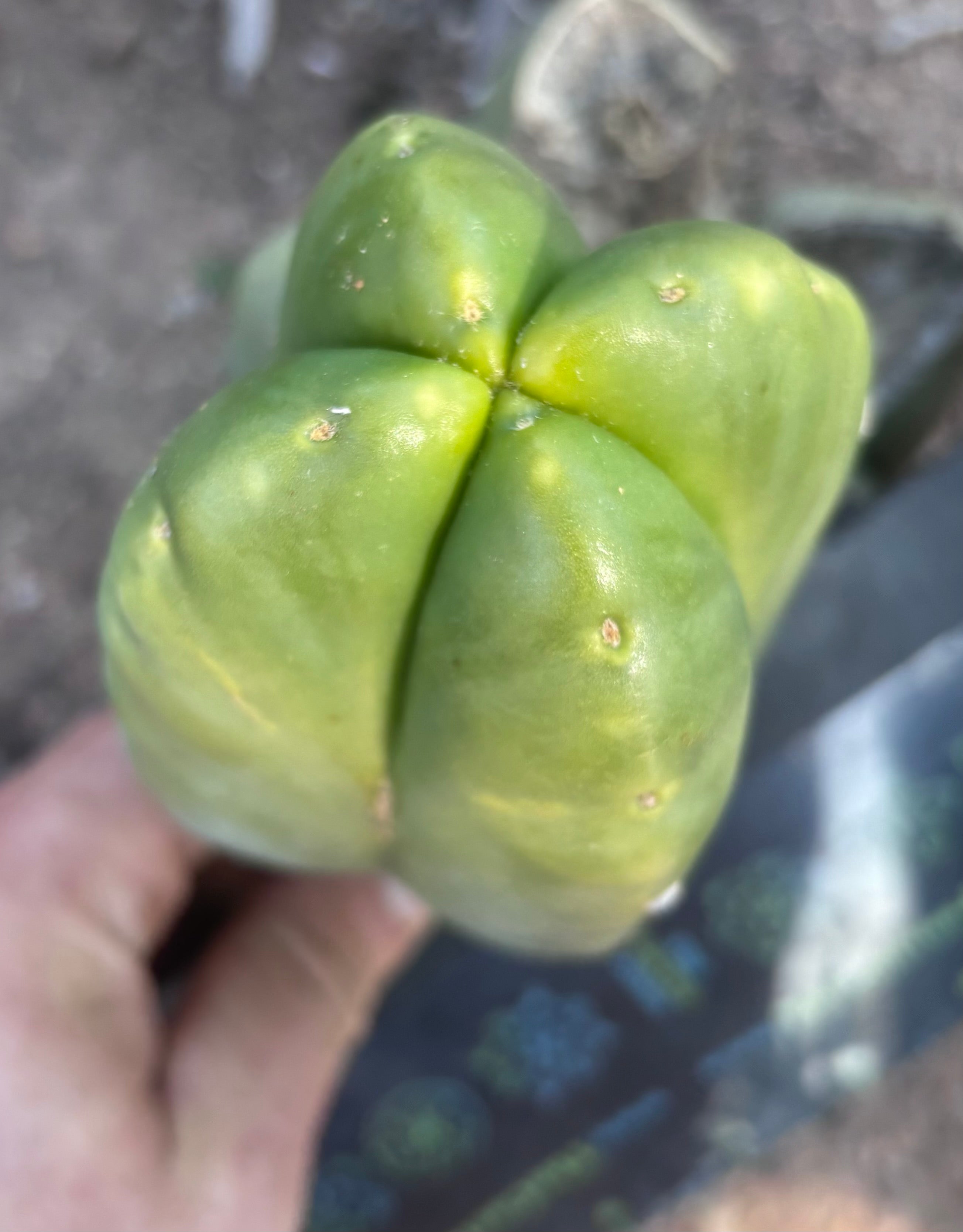 💎👑💎🌶️ And Another … FourWang Ferah Chub Muffin