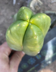 💎👑💎🌶️ And Another … FourWang Ferah Chub Muffin