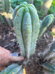 💎👑🌶️🌶️ Austy’s Bomb — 10” Pup