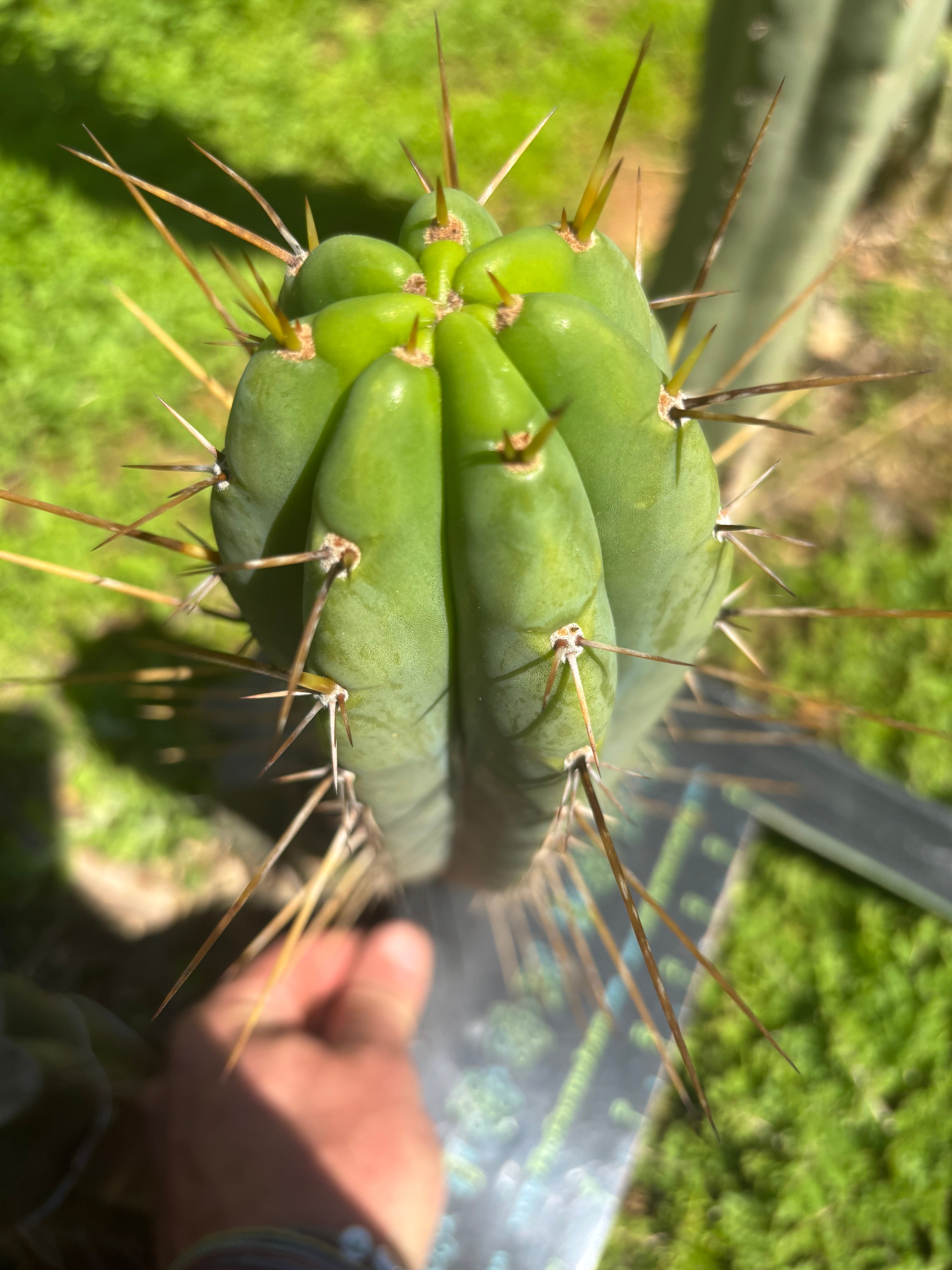🌶️🌶️⚠️ E.R. — 10” Pup
