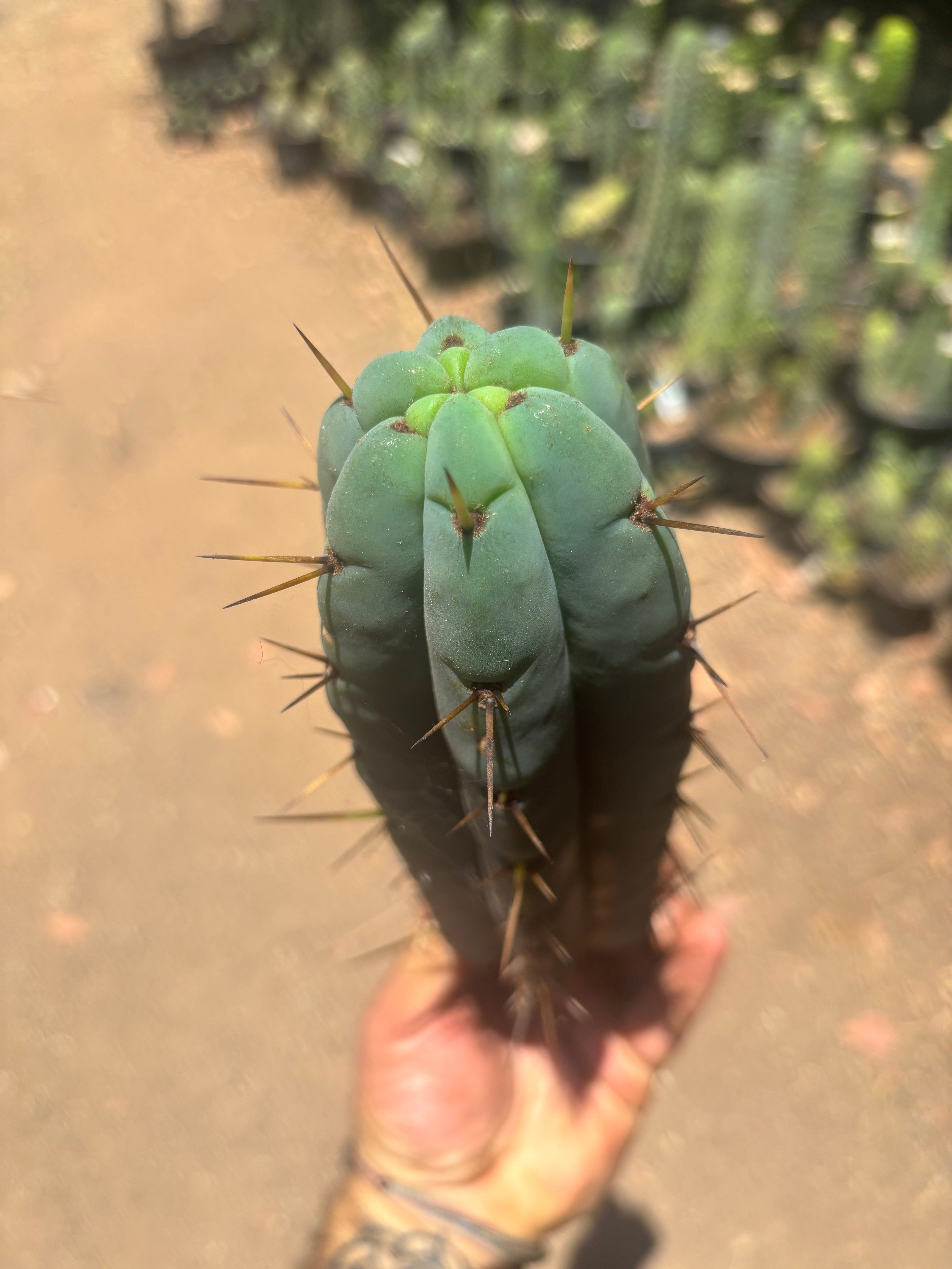 👑🌶️🌶️ Pala — Chonky 11” Pup