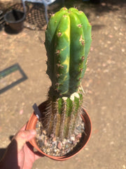 💎🔰 Ventucky Blue x Fillmore Variegated (First Release) — Rooted Tip Graft