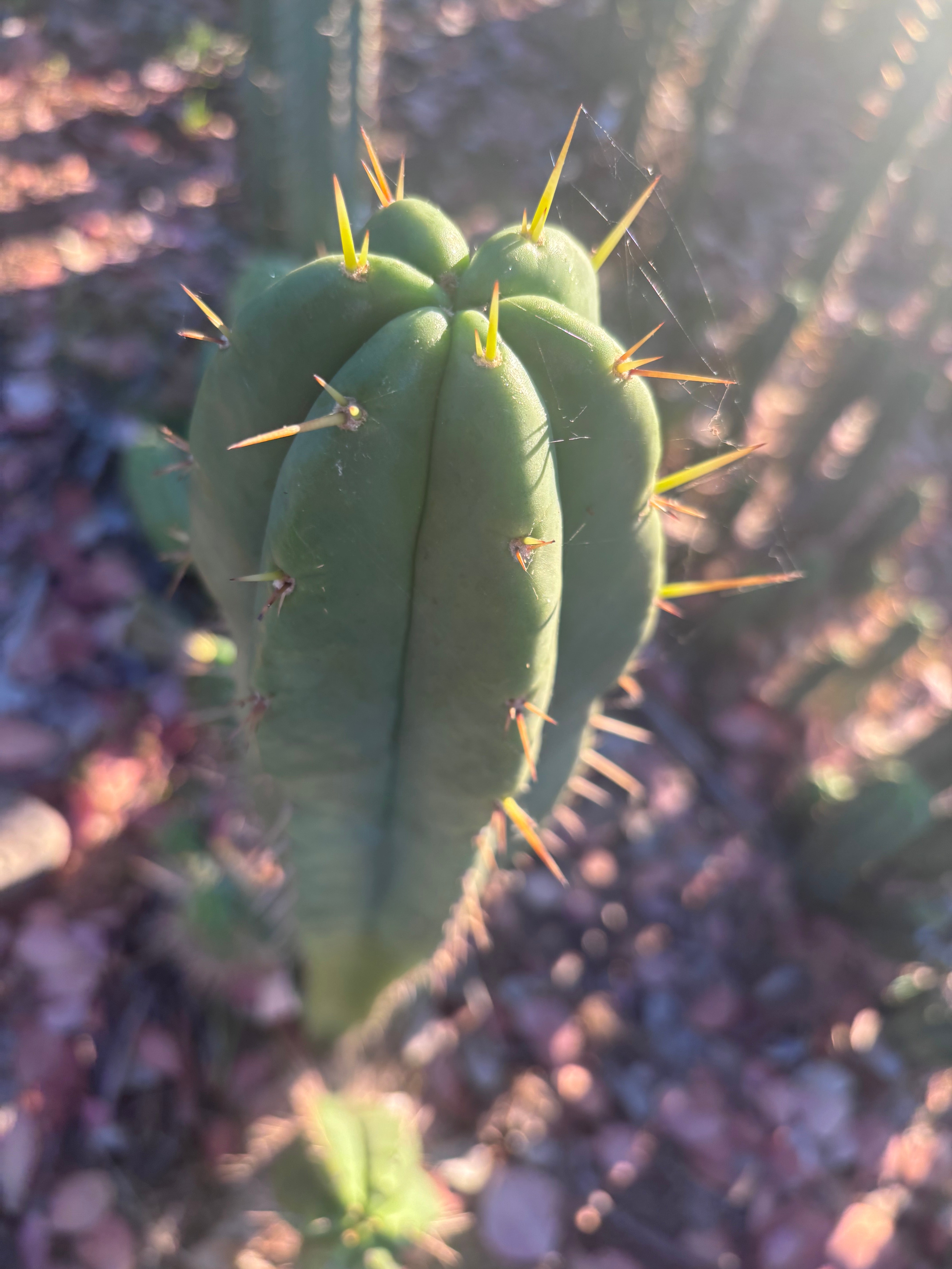 👑🌶️ Malo4 (F2)  — Fat 10” Tip