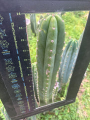 🌶️🌶️ NoidTwo — XL 14” Tip