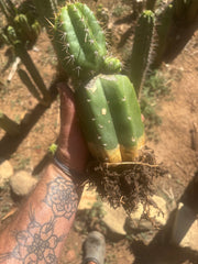 💎👑💎❗️Parques De Leyendes —BK08611.4 Clone A — Established Rooted Slab Graft w/ Large Pup