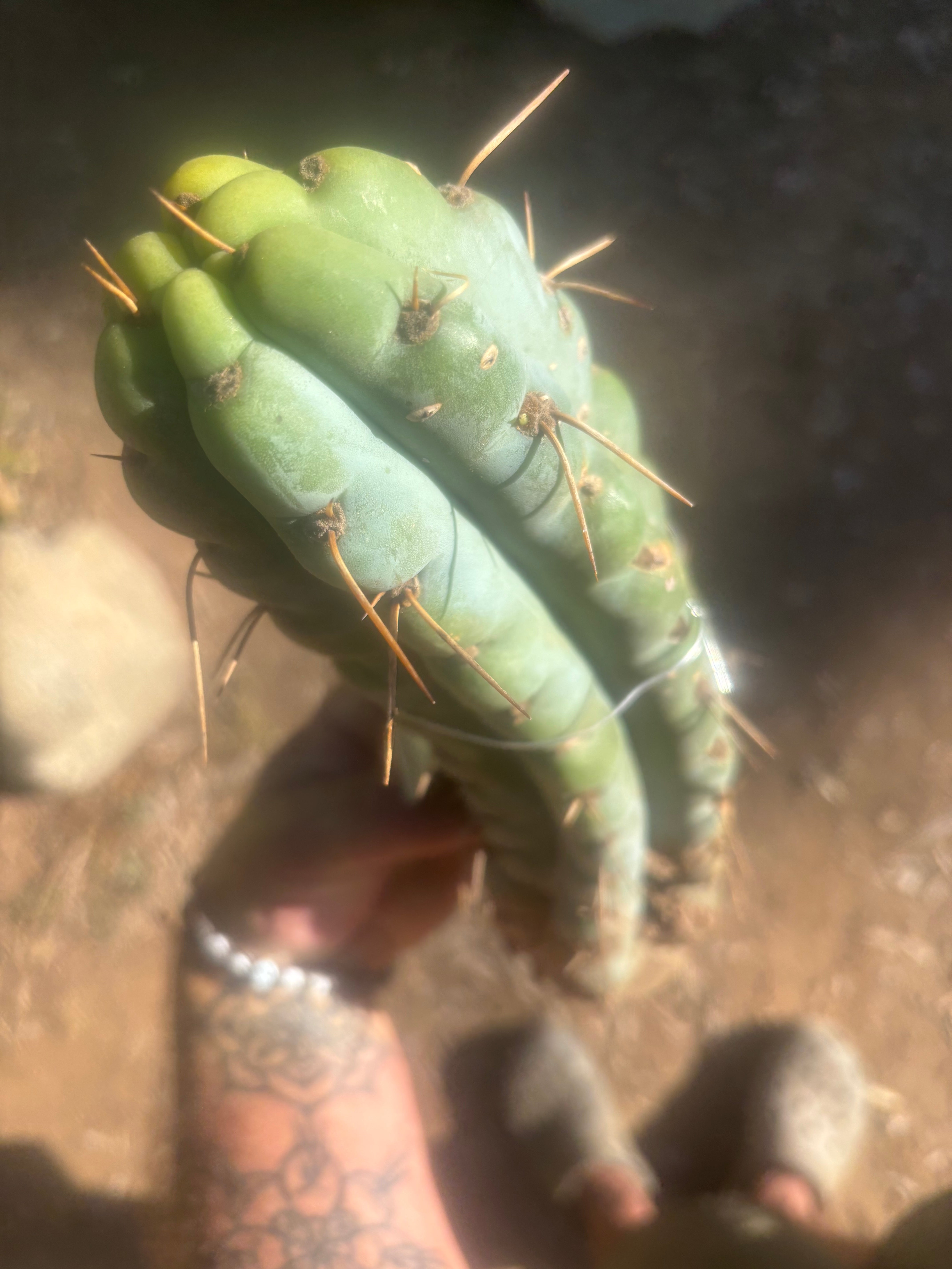 💎🌶️🌶️ NOM —  12” Notch Bomb