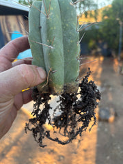 👑🌶️🌶️ SS02 — Rooted Mid w/Pup