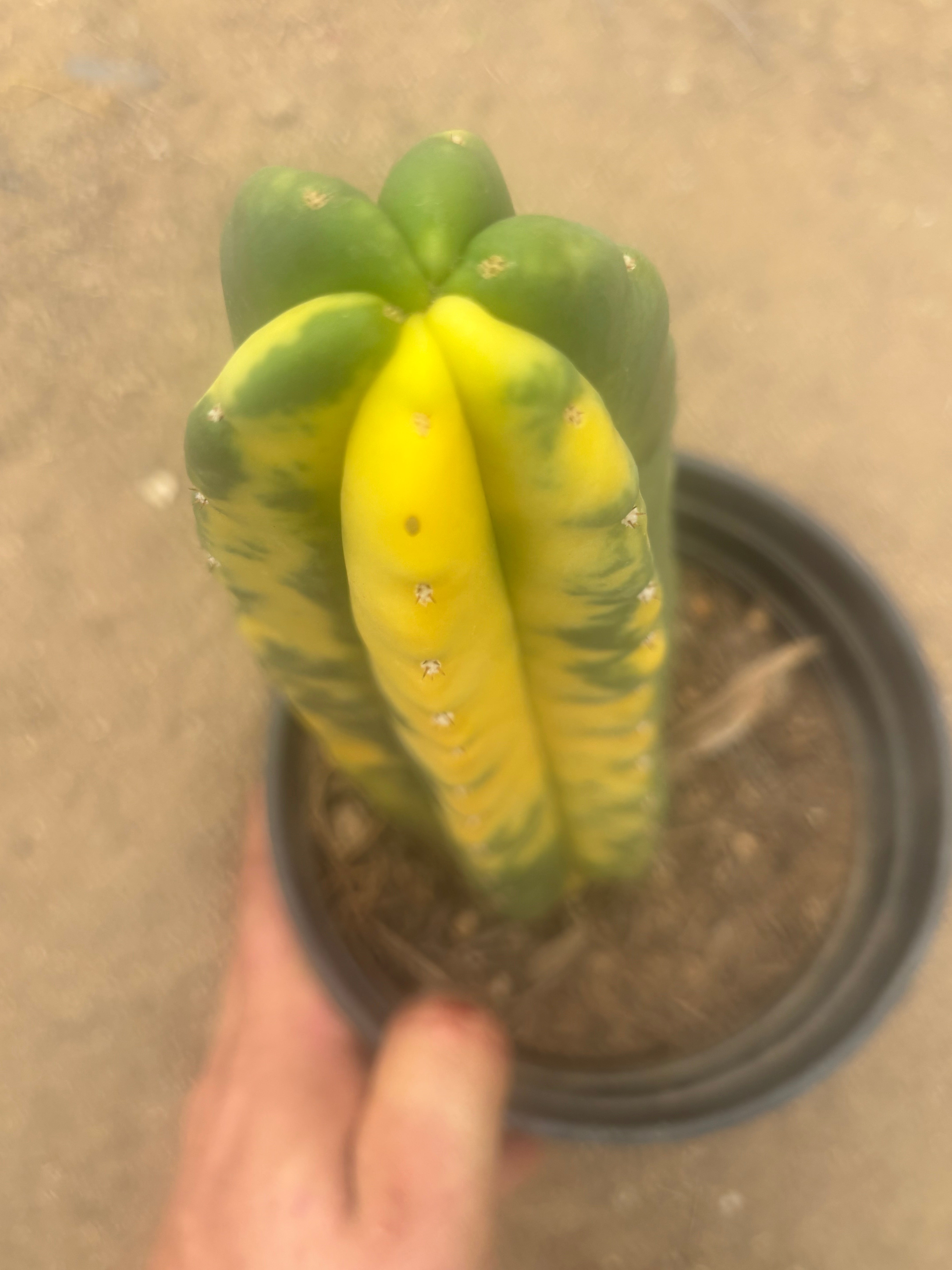 💎🔰💎💎 FVV3  — Fully Rooted 8” Pup