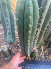 💎👑🌶️ Kimnach — XL 16” Pup