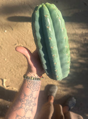 👑🌶️Jonesy02 — Fat 10” Melon Pup
