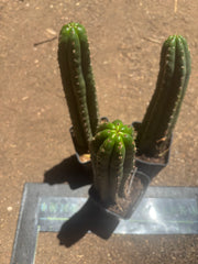 👑🌶️ Torres & Torres — Rooted 11” Tips