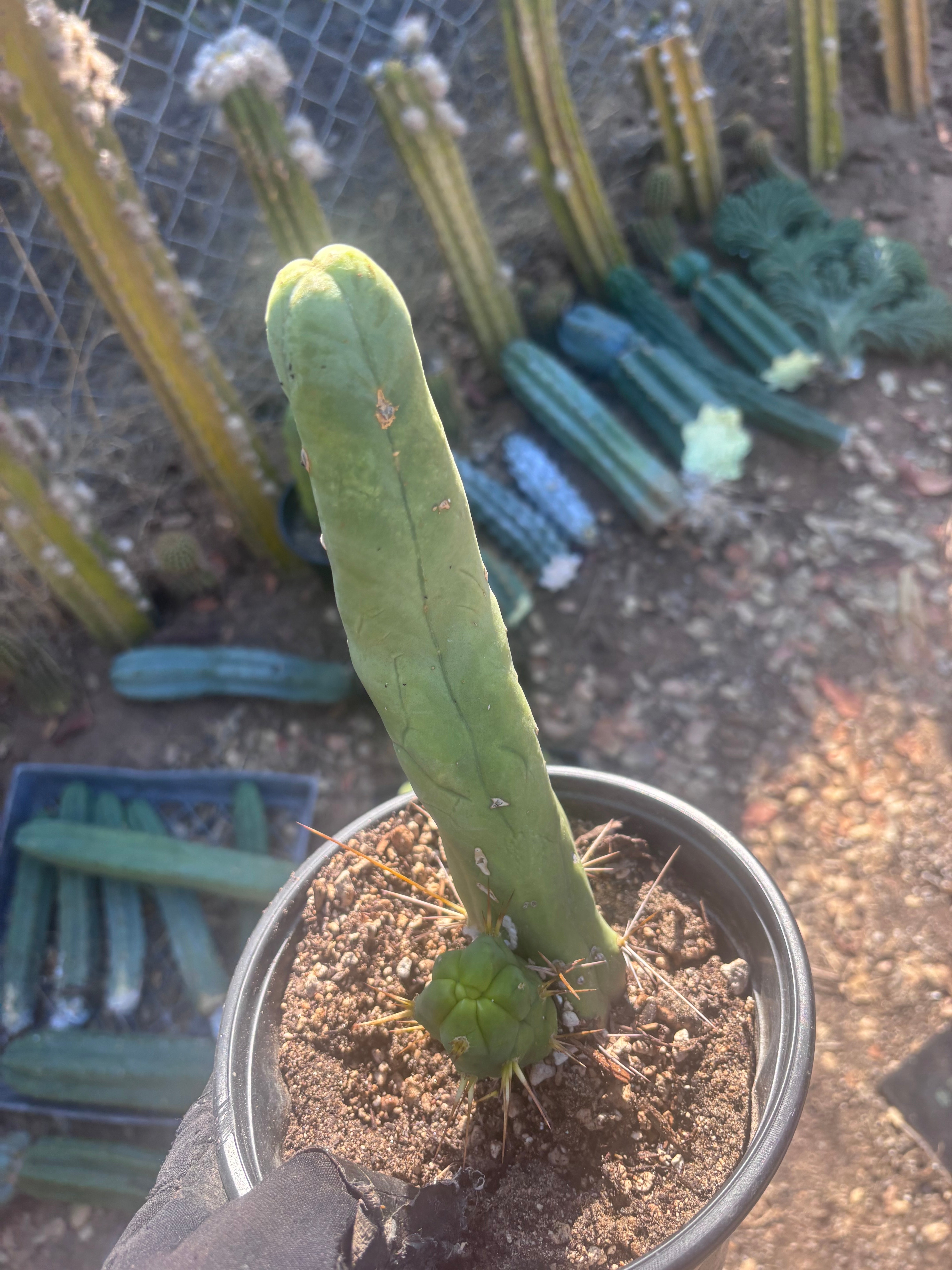 👑🌶️ TBM Long Form — 10” Rooted