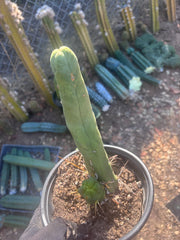 👑🌶️ TBM Long Form — 10” Rooted