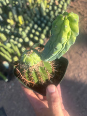 👑💎 Grecas — Rooted Butt Graft with Pup