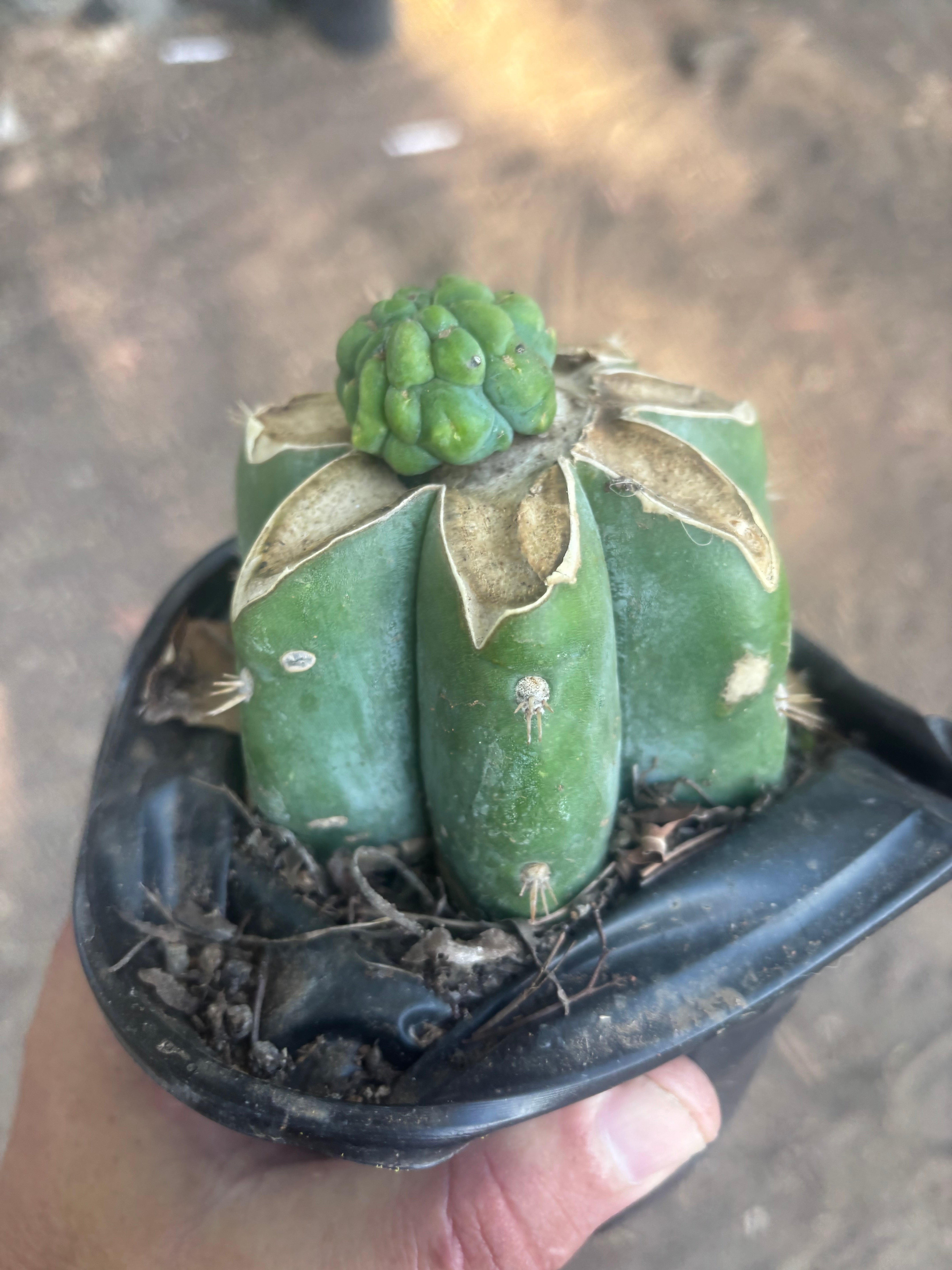 💎👑💎 Havran — Pup Grafts on Rooted Shine01 (Two Ready to Ship)