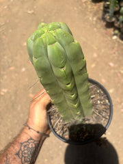👑🌶️🌶️  Jiimz Twin — FAT Rooted 11” Tip