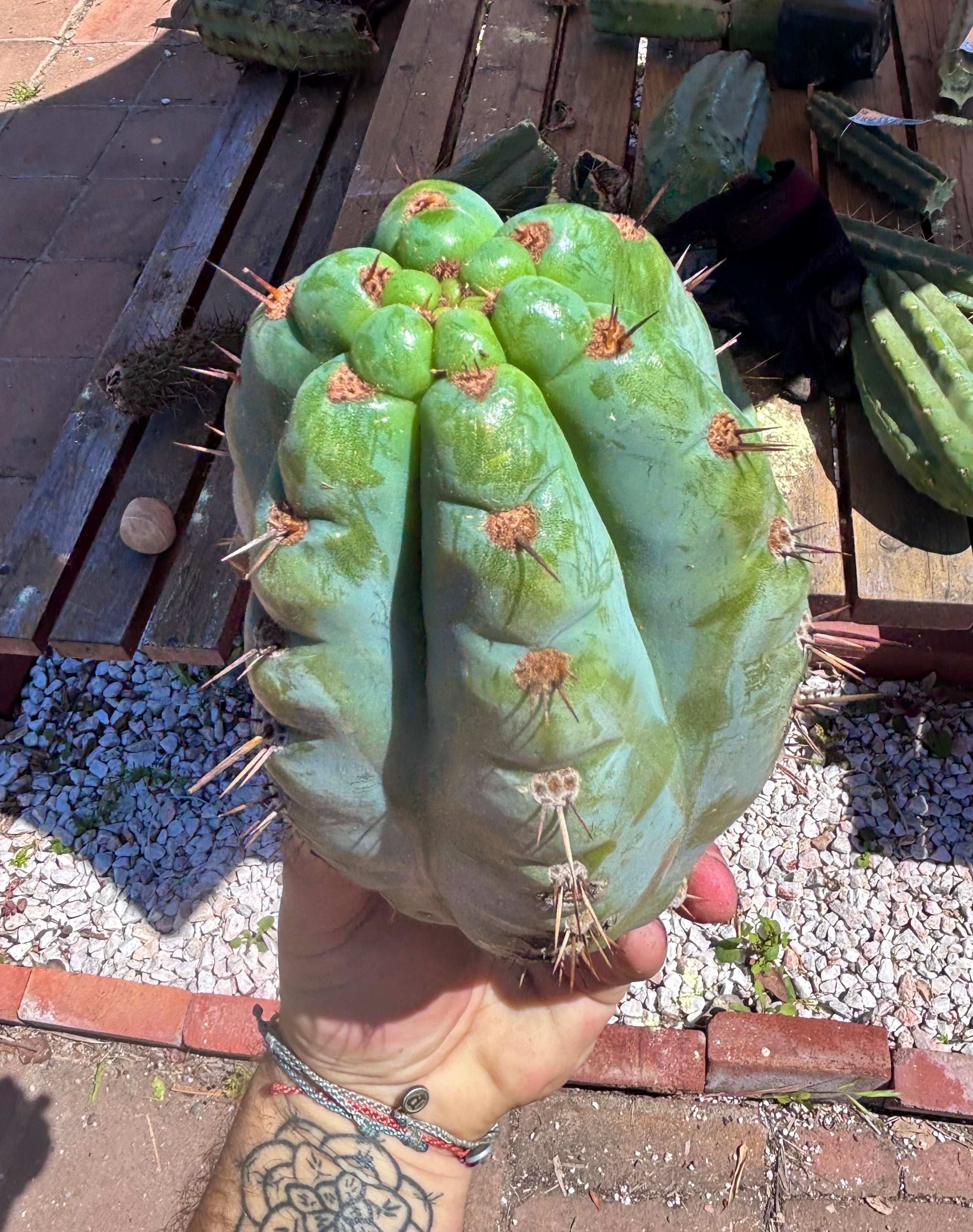 💎👑💎 Papa Smurf — Massive 9” Notch Melon