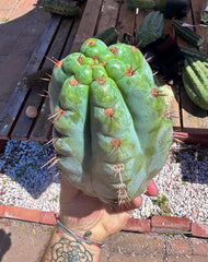 💎👑💎 Papa Smurf — Massive 9” Notch Melon