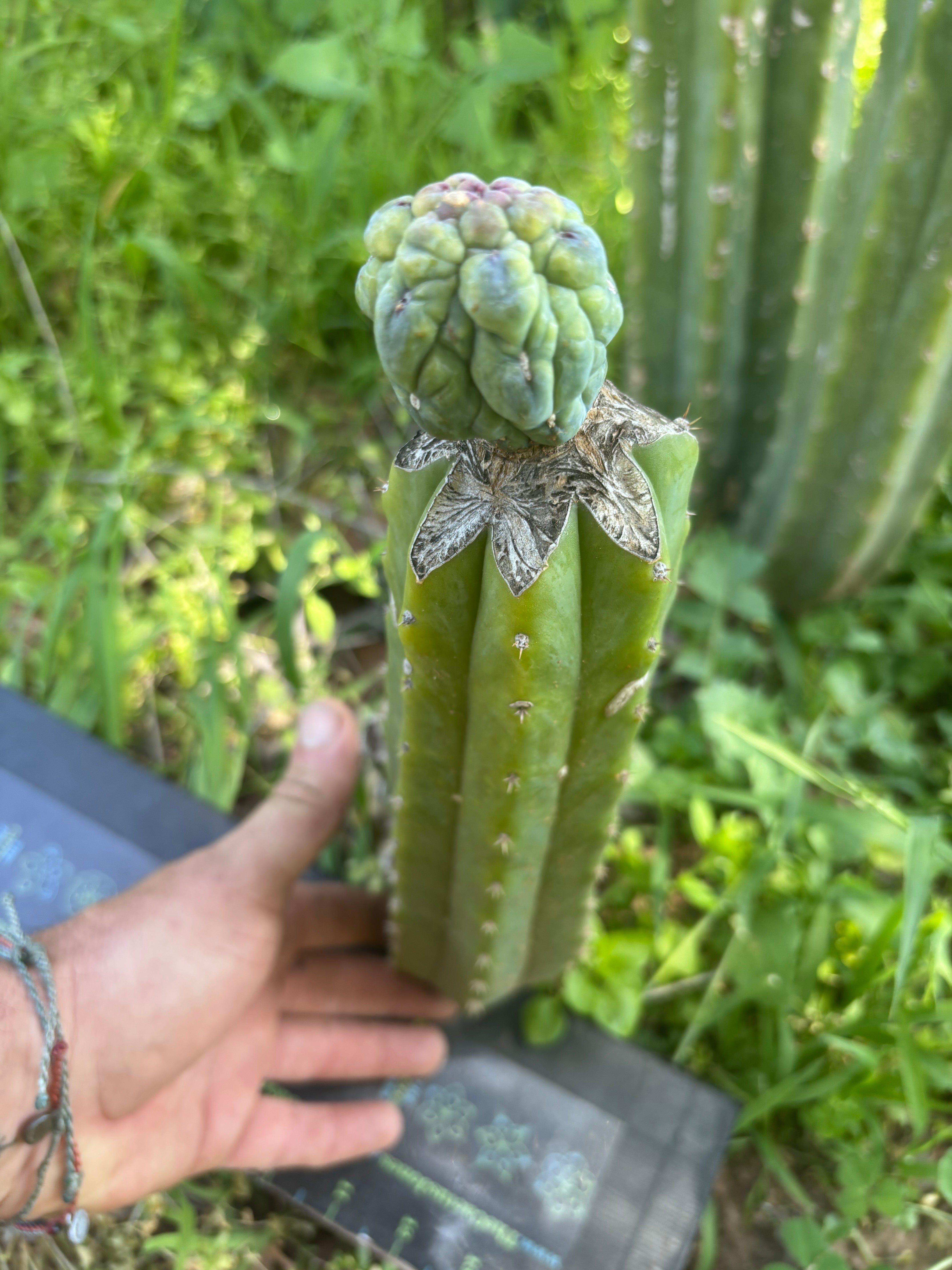 👑💎 And Again … Glorp Tip Graft