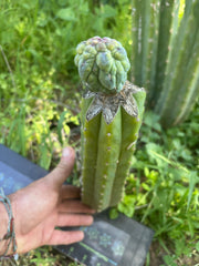 👑💎 And Again … Glorp Tip Graft