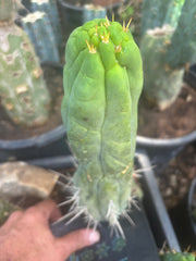💎👑🐉 Bruce’s Dragon — Thick 10” Pup