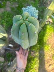 💎 Heynes x Sharxx  — Massive 16” Pup