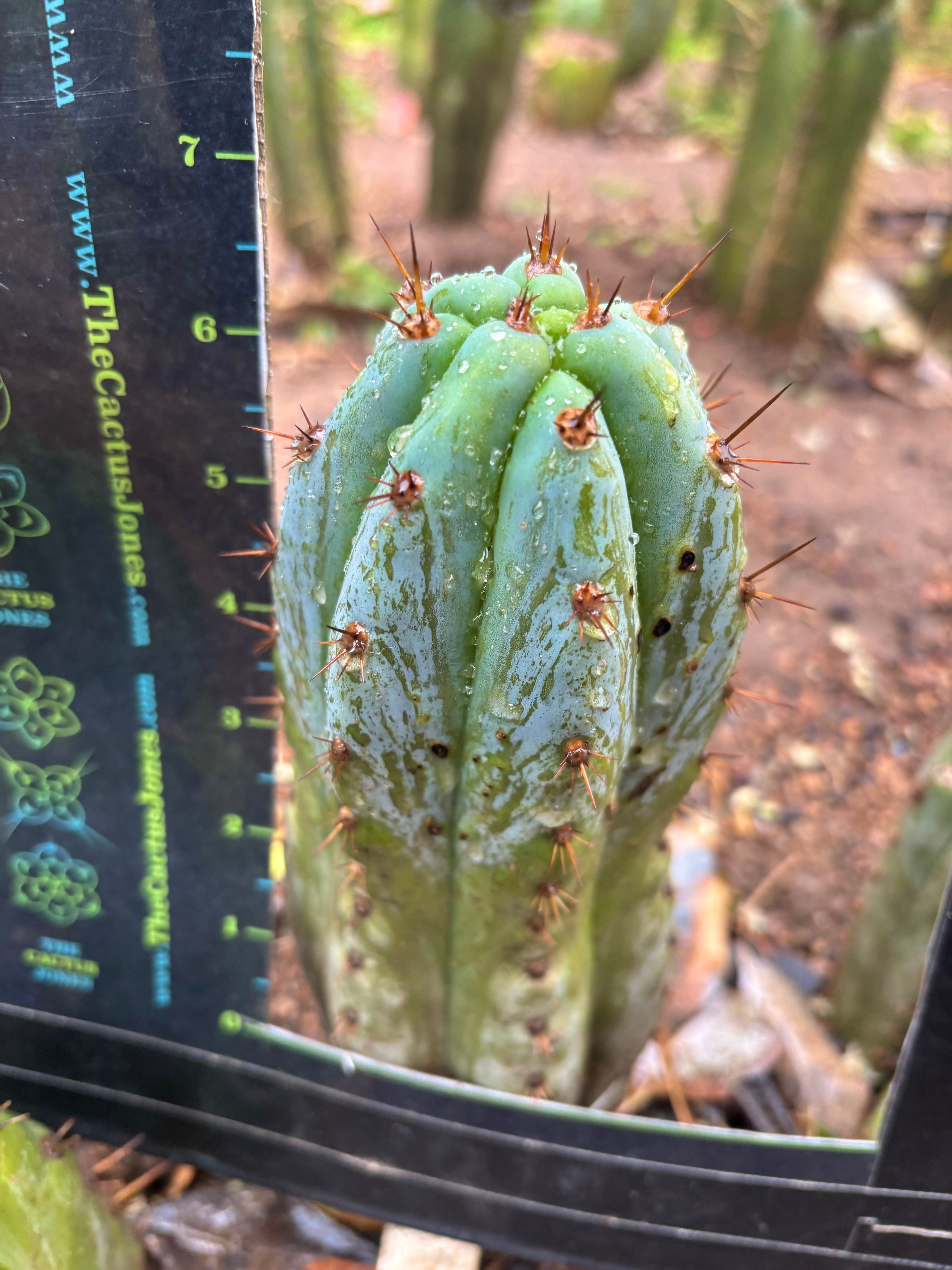 💎👑💎 Tripsis #1 — 5.5” Tip