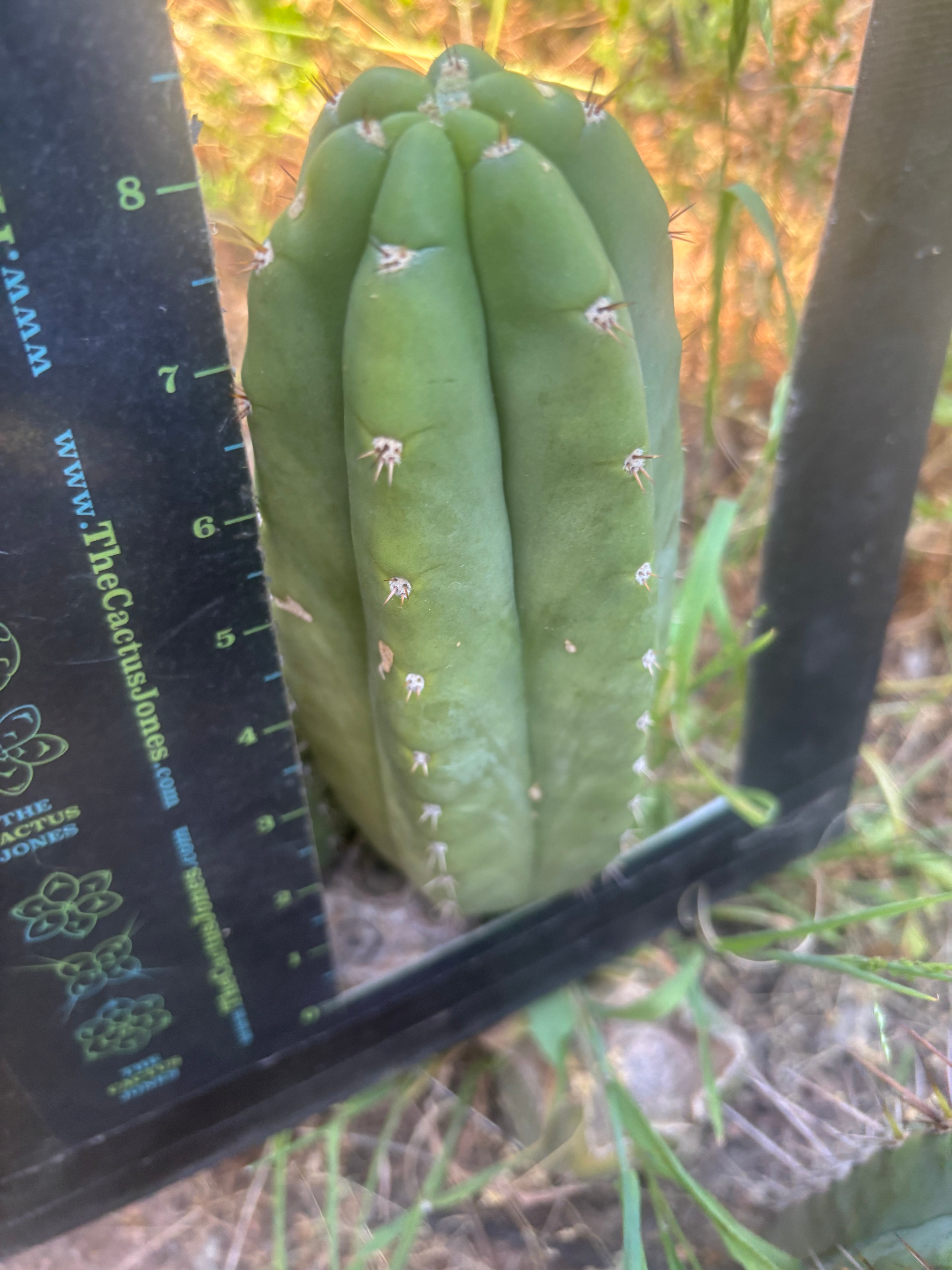 👑🌶️ Bob’s Colossus —  8” Pup