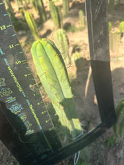 👑🌶️ Exotic Gardens — 10” Tip