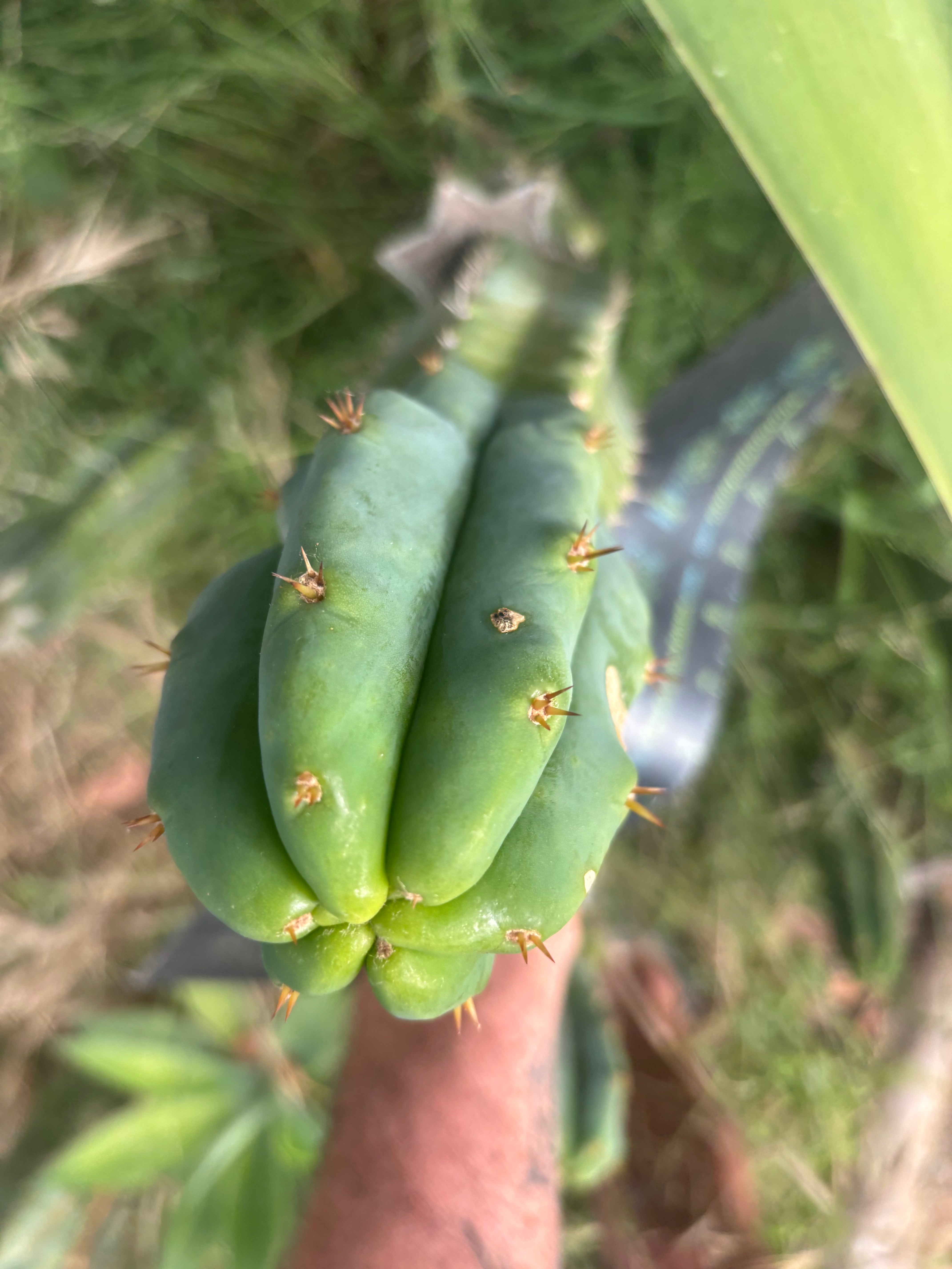 🌶️🌶️ NoidTwo — 10” Tip